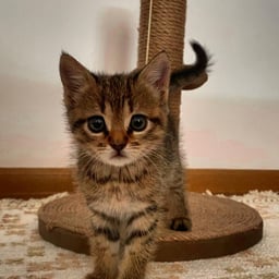 The slut with big breasts and high-end tattoos in a big circle is full of voluptuous elixir and is fucked so passionately that the slut goes limp.